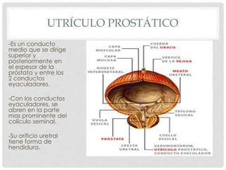 UTRÍCULO PROSTÁTICO
-Es un conducto
medio que se dirige
superior y
posteriormente en
el espesor de la
próstata y entre los
2 conductos
eyaculadores.
-Con los conductos
eyaculadores, se
abren en la parte
mas prominente del
colículo seminal.
-Su orificio uretral
tiene forma de
hendidura.
 