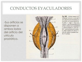 CONDUCTOS EYACULADORES
-Sus orificios se
disponen a
ambos lados
del orificio del
utrículo
prostático.
 
