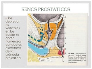 SENOS PROSTÁTICOS
-Dos
depresion
es
verticales
en los
cuales se
abren
numerosos
conductos
excretores
de la
glándula
prostática.
 