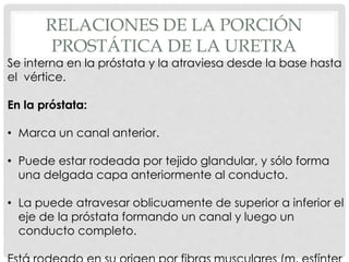 RELACIONES DE LA PORCIÓN
PROSTÁTICA DE LA URETRA
Se interna en la próstata y la atraviesa desde la base hasta
el vértice.
En la próstata:
• Marca un canal anterior.
• Puede estar rodeada por tejido glandular, y sólo forma
una delgada capa anteriormente al conducto.
• La puede atravesar oblicuamente de superior a inferior el
eje de la próstata formando un canal y luego un
conducto completo.
 
