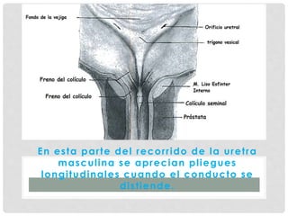 En esta parte del recorrido de la uretra
masculina se aprecian pliegues
longitudinales cuando el conducto se
distiende.
 