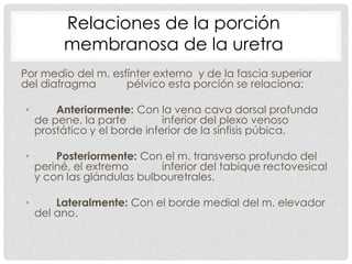 Por medio del m. esfínter externo y de la fascia superior
del diafragma pélvico esta porción se relaciona:
• Anteriormente: Con la vena cava dorsal profunda
de pene, la parte inferior del plexo venoso
prostático y el borde inferior de la sínfisis púbica.
• Posteriormente: Con el m. transverso profundo del
periné, el extremo inferior del tabique rectovesical
y con las glándulas bulbouretrales.
• Lateralmente: Con el borde medial del m. elevador
del ano.
Relaciones de la porción
membranosa de la uretra
 