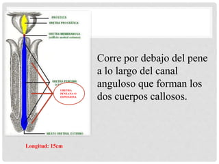 URETRA
PENEANA O
ESPONJOSA
Corre por debajo del pene
a lo largo del canal
anguloso que forman los
dos cuerpos callosos.
Longitud: 15cm
 