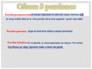 Porción perineoscrotal:
Porción peneana:
Porción balanica:
 