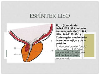 ESFÍNTER LISO
Fig. n (tomado de
LATARJET, RUIZ Anatomía
humana, edición 2° 1989,
ISBN: 968-7157-32-1)
Corte sagital medio de la
base de la vejiga y de la
próstata.
1. Musculatura del fondo
de la vejiga; 2. Próstata
seccionada; 3. Músculo
esfínter liso; 4. Uretra
seccionada.
 