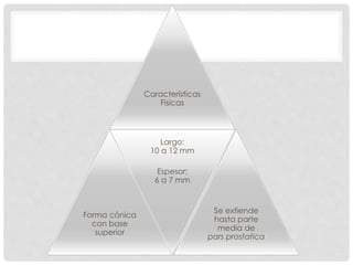 Características
Físicas
Forma cónica
con base
superior
Largo:
10 a 12 mm
Espesor:
6 a 7 mm
Se extiende
hasta parte
media de
pars prostatica
 