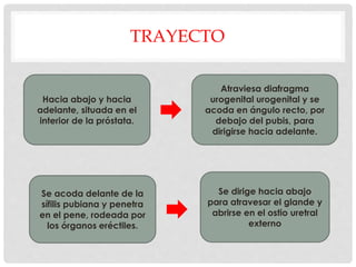 TRAYECTO
Hacia abajo y hacia
adelante, situada en el
interior de la próstata.
Atraviesa diafragma
urogenital urogenital y se
acoda en ángulo recto, por
debajo del pubis, para
dirigirse hacia adelante.
Se acoda delante de la
sífilis pubiana y penetra
en el pene, rodeada por
los órganos eréctiles.
Se dirige hacia abajo
para atravesar el glande y
abrirse en el ostio uretral
externo
 