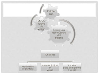 Fascículos
del músculo
del
trígono
Muscu
latura
de
Vejiga
Esfínter
Liso
Funciones
Movimiento
involuntario
Retener líquido
en
Vejiga
Impedir
paso de esperma
a Vejiga
 