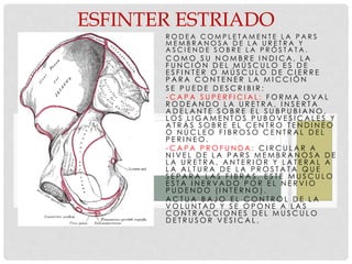 R O D E A C O M P L E T A M E N T E L A P A R S
M E M B R A N O S A D E L A U R E T R A Y
A S C I E N D E S O B R E L A P R Ó S T A T A .
C O M O S U N O M B R E I N D I C A , L A
F U N C I Ó N D E L M Ú S C U L O E S D E
E S F I N T E R O M Ú S C U L O D E C I E R R E
P A R A C O N T E N E R L A M I C C I Ó N
S E P U E D E D E S C R I B I R :
- C A P A S U P E R F I C I A L : F O R M A O V A L
R O D E A N D O L A U R E T R A , I N S E R T A
A D E L A N T E S O B R E E L S U B P U B I A N O ,
L O S L I G A M E N T O S P U B O V E S I C A L E S Y
A T R Á S S O B R E E L C E N T R O T E N D I N E O
O N Ú C L E O F I B R O S O C E N T R A L D E L
P E R I N E O .
- C A P A P R O F U N D A : C I R C U L A R A
N I V E L D E L A P A R S M E M B R A N O S A D E
L A U R E T R A , A N T E R I O R Y L A T E R A L A
L A A L T U R A D E L A P R O S T A T A Q U E
S E P A R A L A S F I B R A S . E S T E M U S C U L O
E S T A I N E R V A D O P O R E L N E R V I O
P U D E N D O ( I N T E R N O ) .
A C T U A B A J O E L C O N T R O L D E L A
V O L U N T A D Y S E O P O N E A L A S
C O N T R A C C I O N E S D E L M U S C U L O
D E T R U S O R V E S I C A L .
ESFINTER ESTRIADO
 