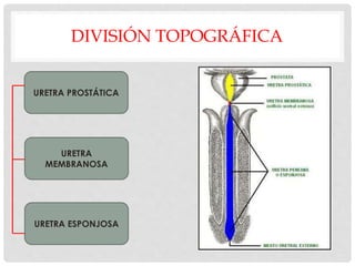 DIVISIÓN TOPOGRÁFICA
URETRA PROSTÁTICA
URETRA
MEMBRANOSA
URETRA ESPONJOSA
 