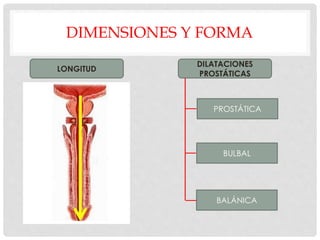 DIMENSIONES Y FORMA
LONGITUD
DILATACIONES
PROSTÁTICAS
PROSTÁTICA
BULBAL
BALÁNICA
 