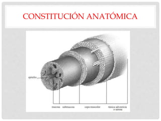 CONSTITUCIÓN ANATÓMICA
 