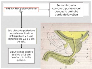 Se nombra a la
curvatura posterior del
conducto uretral o
cuello de la vejiga
Esta ubicada posterior a
la parte media de la
sínfisis púbica y a una
distancia de 2,5 a 3 cm
de esta.
El punto mas declive
se sitúa a 1,5 cm
inferior a la sínfisis
púbica.
URETRA FIJA (relativamente
fija)
 
