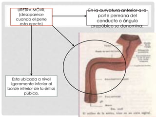 En la curvatura anterior a la
parte pereana del
conducto o ángulo
prepúbico se denomina:
Esta ubicada a nivel
ligeramente inferior al
borde inferior de la sínfisis
púbica.
URETRA MÓVIL
(desaparece
cuando el pene
esta erecto)
 