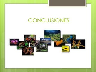 CONCLUSIONES
 