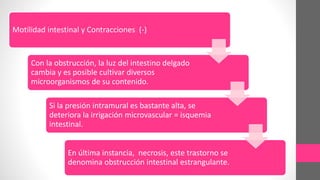 Motilidad intestinal y Contracciones (-)
Con la obstrucción, la luz del intestino delgado
cambia y es posible cultivar diversos
microorganismos de su contenido.
Si la presión intramural es bastante alta, se
deteriora la irrigación microvascular = isquemia
intestinal.
En última instancia, necrosis, este trastorno se
denomina obstrucción intestinal estrangulante.
 