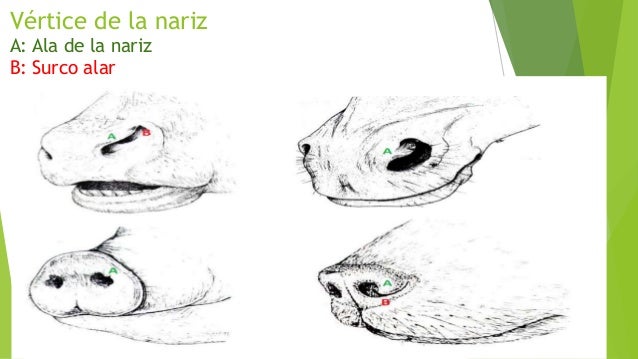 Cavidad nasal anatomía veterinaria