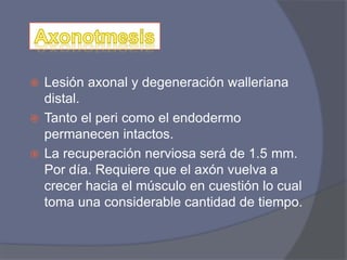  Lesión axonal y degeneración walleriana
distal.
 Tanto el peri como el endodermo
permanecen intactos.
 La recuperación nerviosa será de 1.5 mm.
Por día. Requiere que el axón vuelva a
crecer hacia el músculo en cuestión lo cual
toma una considerable cantidad de tiempo.
 