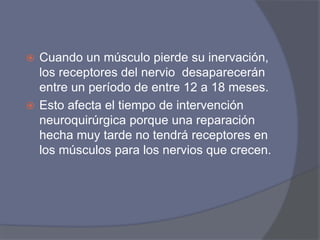  Cuando un músculo pierde su inervación,
los receptores del nervio desaparecerán
entre un período de entre 12 a 18 meses.
 Esto afecta el tiempo de intervención
neuroquirúrgica porque una reparación
hecha muy tarde no tendrá receptores en
los músculos para los nervios que crecen.
 