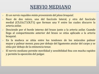 NERVIO MEDIANO
 Es un nervio raquídeo mixto proveniente del plexo braquial.
 Nace de dos raíces, una del fascículo lateral, y otra del fascículo
medial (C5,C6,C7,C8,T1) que forman una V entre las cuales discurre la
arteria axilar.
 Desciende por el borde interno del brazo junto a la arteria axilar. Cuando
llega al compartimento anterior del brazo se sitúa aplicado a la arteria
braquial.
 En la muñeca se sitúa entre los tendones de los músculos palmar
mayor y palmar menor, pasa por debajo del ligamento anular del carpo y se
sitúa por debajo de la eminencia tenar.
 El nervio mediano permite movilidad y sensibilidad fina con mucha rapidez
y permite la oposición del pulgar.
 