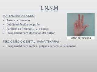 L.N.N.M
POR ENCIMA DEL CODO:
 Ausencia pronación
 Debilidad flexión del puño
 Parálisis de flexores 1 , 2, 3 dedos
 Incapacidad para Oposición del pulgar.
TERCIO MEDIO O DISTAL ( RAMA TENARIA)
 Incapacidad para rotar el pulgar y separarlo de la mano
MANO PREDICADOR
 