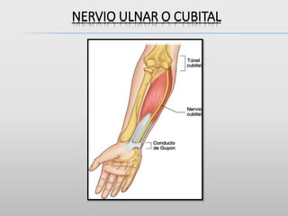 NERVIO ULNAR O CUBITAL
 