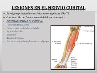 LESIONES EN EL NERVIO CUBITAL
 Se origina principalmente de las raíces espinales C8 y T1.
 Continuación del fascículo medial del plexo braquial
 GRUPO MUSCULAR QUE INERVA:
 Flexor cubital del carpo
 Flexor común profundo 4 y 5 dedo .
 3 y 4 lumbricales
 Interóseos
 Aductor del pulgar
 Fascículo profundo del flexor corto del pulgar
 