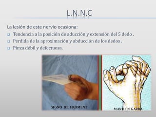 L.N.N.C
La lesión de este nervio ocasiona:
 Tendencia a la posición de aducción y extensión del 5 dedo .
 Perdida de la aproximación y abducción de los dedos .
 Pinza débil y defectuosa.
 