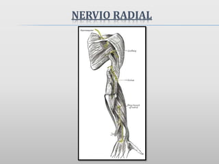 NERVIO RADIAL
 