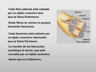  Cada fibra además está rodeada
por un tejido conectivo laxo
que se llama Endoneuro.
 Estas fibras se reúnen en grupos
formando fascículos.
 Cada fascículo está cubierto por
un tejido conectivo intermedio
que se llama Perineuro.
 La reunión de los fascículos
constituye el nervio, que está
envuelto por un tejido conectivo
denso que es el Epineuro.
 
