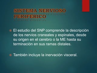  El estudio del SNP comprende la descripción
de los nervios craneales y espinales, desde
su origen en el cerebro o la ME hasta su
terminación en sus ramas distales.
 También incluye la inervación visceral.
 