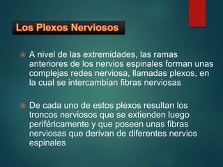  A nivel de las extremidades, las ramas
anteriores de los nervios espinales forman unas
complejas redes nerviosa, llamadas plexos, en
la cual se intercambian fibras nerviosas
 De cada uno de estos plexos resultan los
troncos nerviosos que se extienden luego
periféricamente y que poseen unas fibras
nerviosas que derivan de diferentes nervios
espinales
 