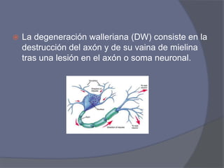  La degeneración walleriana (DW) consiste en la
destrucción del axón y de su vaina de mielina
tras una lesión en el axón o soma neuronal.
 
