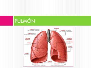 PULMÓN
 