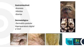 Gastrointestinal:
-Anorexia
-Vómitos
-Diarrea
Dermatológica:
-Dermatitis postular
Hiperqueratosis digital
y nasal
 