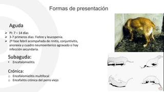 Formas de presentación
Aguda
 PI: 7 – 14 días
 3-7 primeros días: Fiebre y leucopenia.
 2º fase febril acompañada de rinitis, conjuntivitis,
anorexia y cuadro neumoenterico agravado si hay
infección secundaria.
Subaguda:
• Encefalomielitis
Crónica:
o Encefalomielitis multifocal
o Encefalitis crónica del perro viejo
 