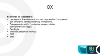 DX
Exámenes de laboratorio:
• Hemograma Anemia (normo-normo) regenerativa, Leucopenia
con linfopénia, trombocitopenia y monocitosis.
• Cuerpos de inclusión (conjuntiva, sangre, células
transicionales de vejiga)
• Serología
• Inmunofluorecencia indirecta
• PCR
• Elisa
 