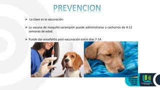  La clave es la vacunación.
 La vacuna de moquillo-sarampión puede administrarse a cachorros de 4-12
semanas de edad.
 Puede dar encefalitis post-vacunación entre días 7-14.
 