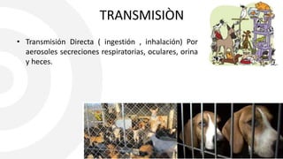 TRANSMISIÒN
• Transmisión Directa ( ingestión , inhalación) Por
aerosoles secreciones respiratorias, oculares, orina
y heces.
 