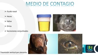  Fluido nasal
 Heces
 Saliva
 Orina
 Secreciones conjuntivales
Trasmisión vertical por placenta.
 