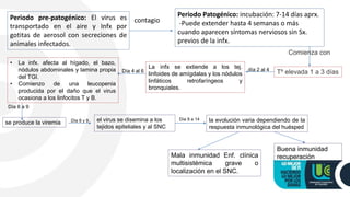 Periodo pre-patogénico: El virus es
transportado en el aire y Infx por
gotitas de aerosol con secreciones de
animales infectados.
Periodo Patogénico: incubación: 7-14 días aprx.
-Puede extender hasta 4 semanas o más
cuando aparecen síntomas nerviosos sin Sx.
previos de la infx.
contagio
Mala inmunidad Enf. clínica
multisistémica grave o
localización en el SNC.
Comienza con
Tº elevada 1 a 3 días
La infx se extiende a los tej.
linfoides de amígdalas y los nódulos
linfáticos retrofaríngeos y
bronquiales.
día 2 al 4Día 4 al 6
• La infx. afecta al hígado, el bazo,
nódulos abdominales y lamina propia
del TGI.
• Comienzo de una leucopenia
producida por el daño que el virus
ocasiona a los linfocitos T y B.
Día 6 a 9
se produce la viremia Día 8 y 9 el virus se disemina a los
tejidos epiteliales y al SNC
Día 9 a 14 la evolución varia dependiendo de la
respuesta inmunológica del huésped
Buena inmunidad
recuperación
 