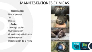 MANIFESTACÌONES CLÌNICAS
• Respiratorias:
-Descarga nasal
-Tos
-Disnea
• Ocular:
- Descarga ocular
-Uveítis anterior
-Queratoconjuntivitis seca
-Neuritis óptica
-Degeneración de la retina
 