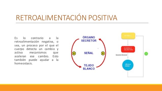 Expo.fisiologia retroalimentacion