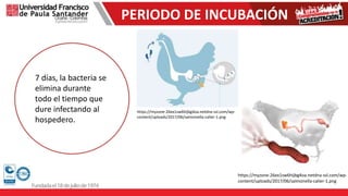 PERIODO DE INCUBACIÓN
7 días, la bacteria se
elimina durante
todo el tiempo que
dure infectando al
hospedero.
https://myzone-26ex1sw6hijbg4oa.netdna-ssl.com/wp-
content/uploads/2017/06/salmonella-calier-1.png
https://myzone-26ex1sw6hijbg4oa.netdna-ssl.com/wp-
content/uploads/2017/06/salmonella-calier-1.png
 