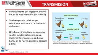 TRANSMISIÓN
• Principalmente por ingestión, de aves
heces de aves infectadas (Oral-Fecal)
• También por vía ovárica y por
contaminación cruzada de la cáscara
de huevos.
• Otra fuente importante de contagio
son los fómites: (alimento, agua,
implementos, locales, ropa, botas,
bandejas de huevo, guacales, cajas de
pollito)
https://image.slidesharecdn.com/salmonellaaviar1-140710092152-
phpapp01/95/salmonelosis-aviar-gonzalez-22-638.jpg?cb=1404984676
 