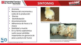 SINTOMAS
• Anorexia
• Retraso del crecimiento y
caída de la producción
• Diarrea
• Deshidratación
• Amontonamiento
• Adherencia de heces a la
cloaca
• Debilidad y muerte
• En su forma septicémica
suele causar pérdidas
importantes en ganancia de
peso y postura de huevo
https://mundo-pecuario.com/UserFiles/I2016/salmonelosis.jpg
https://avicultura.com/wp-content/uploads/2018/03/Newcastle-
disease-colombia-libre-del-virus-1-600x300.jpg
 