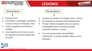 LESIONES
Microscópicas Macroscópicas
 Necrosis focal
 Pericarditis y perihepatitis purulenta
y necrosis focal en el hígado y bazo.
 Artritis purulenta, aerosaculitis y
onfalitis.
 Gran mayoría de los casos en aves
de engorda no presenta ningún tipo
de lesión.
 Aumento de tamaño en el hígado, bazo y riñones.
 En el hígado se presentan focos blanquecinos.
 El saco vitelino en algunos casos no muestra
anormalidades pero se pueden presentar
contenido cremoso o caseoso.
 Las aves que presentan anormalidades
respiratorias se muestra nódulos blancos en los
pulmones.
 
