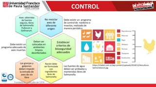 CONTROL
No mezclar
aves de
diferente
origen
Debe existir un programa
de control de roedores e
insectos, realizado de
manera periódica.
Aves obtenidas
de fuentes
seguras, libres
de Salmonella
Pullorum y
Gallinarum.
Deben ser
colocadas en
ambientes
limpios
desinfectados
Debe existir un
programa adecuado de
aves muertas.
Establecer
criterios de
bioseguridad
adecuados
Ración debe
ser formulada
con
ingredientes
ibres de
Salmonella
Las fuentes de agua
deben ser probadas y
mantenidas libres de
Salmonella.
Las granjas y
galpones
deben impedir
la entrada de
aves de vía
libre
https://cladan.com.ar/wp-content/uploads/2018/12/Avicultura-
Salmonelosis3.jpg
 