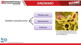 SINONIMO
También conocida como:
Tifoidea Aviar
Salmonelosis
Pullorosis
https://seguridadalimentaria.elika.eus/wp-
content/uploads/2019/01/Salmonella_Bac
teria_5613656967.jpg
 