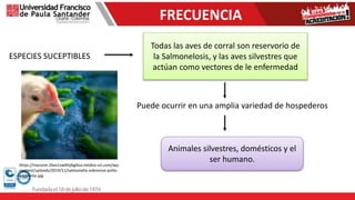 FRECUENCIA
ESPECIES SUCEPTIBLES
Todas las aves de corral son reservorio de
la Salmonelosis, y las aves silvestres que
actúan como vectores de le enfermedad
Puede ocurrir en una amplia variedad de hospederos
Animales silvestres, domésticos y el
ser humano.
https://myzone-26ex1sw6hijbg4oa.netdna-ssl.com/wp-
content/uploads/2019/11/salmonella-sobrevive-pollo-
ambiente-jpg
 